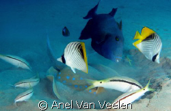 Blue spotted ray and "friends" grazing in the sand for fo... by Anel Van Veelen 